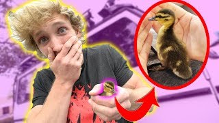 WE RESCUED A BABY DUCKLING!