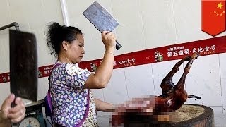 Организации по охране животных призывают к бойкоту фестиваля собачьего мяса в Китае