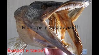 Монстры в Аквариуме! Кого нельзя покупать в зоомагазинах!?