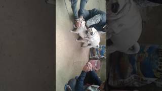Pug dog mating heat 007