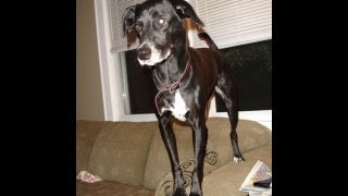 Crazy 14yo Dog Thinks she is a puppy still
