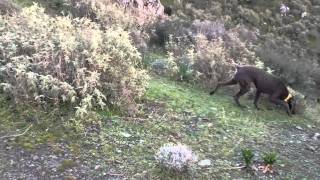 ΕΚΠΑΙΔΕΥΤΙΚΟ ΛΑΓΟΥ 2012 (ΚΟΥΡΤΣΧΑΑΡ ΚΑΙ ΣΕΓΚΟΥΤΣΙ)