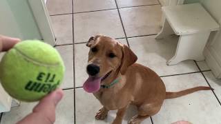 My dog is bad at fetch