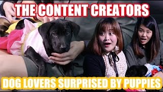 TCCP plays DOG LOVERS SURPRISED BY PUPPIES