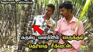 கரும்பு விளைச்சல் சாகுபடியும் அதன் வருமானமும் I Lot of Secrets I Sugarcane Cultivation