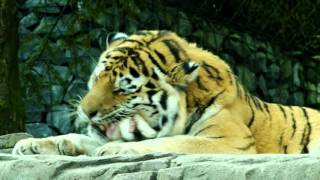 ウサギを食べるアムールトラ２　2016 0129