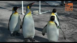 Cincinnati Zoo Penguins Pick the Bengals