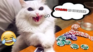 Я РЖАЛ ПОЛ ЧАСА!???? СМЕШНЫЕ ЖИВОТНЫЕ!???? ПОПРОБУЙ НЕ ЗАСМЕЙСЯ!????