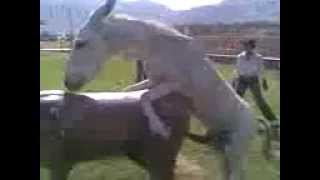 Donkey Mating wiht stag