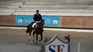 ♂ Scandale d'Ivraie- jumping stallion (AA) by Laurier de Here