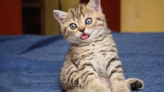 Коты разбойники 29 эп. Конструктор из котят!