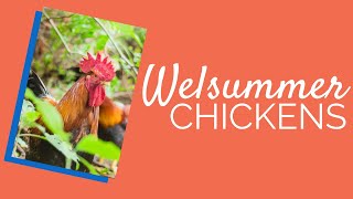 Welsummer Chickens for Sale | Chickens For Backyards