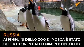 Russia, ai pinguini dello zoo di Mosca è stato offerto un intrattenimento insolito