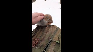Белки, это не кошки / Stroked a small squirrel