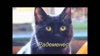 Радеменес - кот-медбрат из польского приюта для животных.