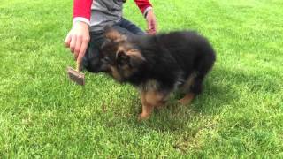 Long haired German Shepherd Dog Puppy for sale