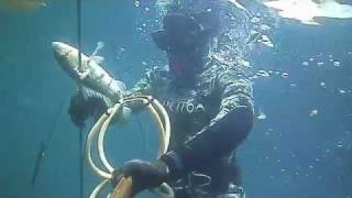 Spearfishing Laguna Beach