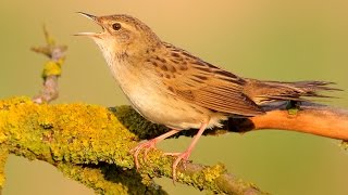 Grasshopper Warbler. Singing bird.