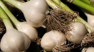 What Are The Ingredients In Garlic