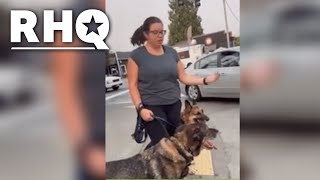 Neighbor Sprays Unknown Substance On Innocent Dogs