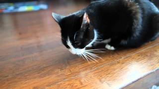 limpingtons wobblecat