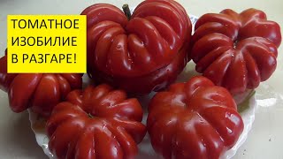 Самые редкие коллекционные томаты. Какие они на вкус? Дегустация всех сортов томатов.