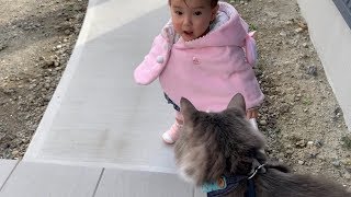 娘の歩行訓練(室外)に付き合う猫　ノルウェージャンフォレストキャット　A cat whose owner's daughter goes outside for walking training