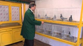 Sezon lotowy gołębi pocztowych  2015 - porady tel. 728 465 939