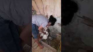 woman kill animal part 2
