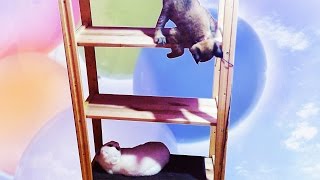 Рысёнок залез на высокую полку и не может с неё слезть. Очень милое видео ))