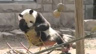 Panda In A Rocking Chair