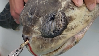 Sea Turtle with Straw up its Nostril - "NO" TO PLASTIC STRAWS