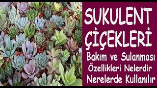 Sukulent çiçekleri bakımı ve nerelerde kullanılır ? Sukulent flowers care and where are they used?