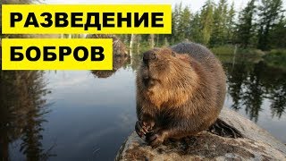 Разведение Бобров в домашних условиях как бизнес идея