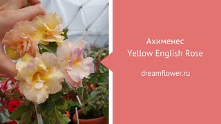 Ахименес Yellow English Rose