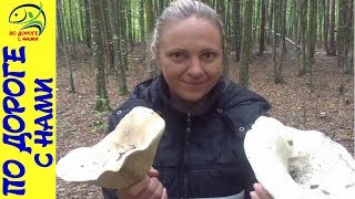 Осенние ГРИБЫ ǀ ЧТО ПРОИЗОШЛО С ГРИБАМИ В ЭТОМ ГОДУ ǀ грибы в октябре