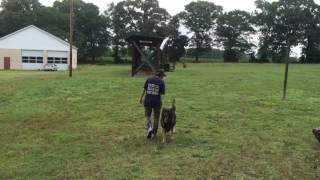 Protection Dog Walks Backwards to Watch Your Back