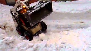 Bobcat in snow