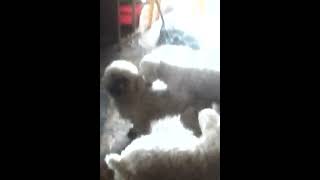 Perros gay
