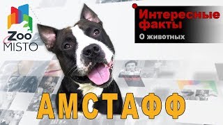 Амстафф - Интересные факты о породе  | Собака породы амстафф