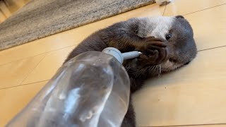 大道芸のように水を飲むカワウソをみんなで見守る動画 Video of everyone watching an otter drinking water like a street performer