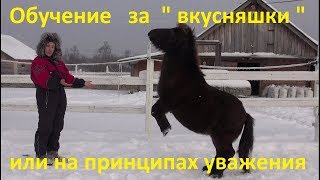 Обучение лошади за "вкусняшки" или на принципах уважения.
