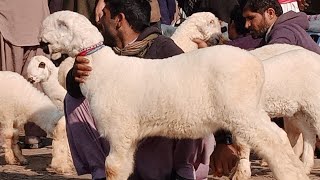 Dg khan mandi ka visit complete video 03419019601