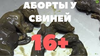 Аборты у свиней (16+)