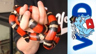 Milksnake Care Advice - #AskAl | Big Al's