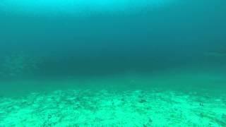 Costa Rica - Scuba Diving - Rocket Frog - Eagle Ray