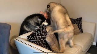 HIDE AND SEEK MALAMUTES DOGS HUNT FOR GRANDMA