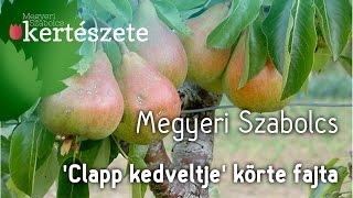 Koros konténeres 'Clapp kedveltje' körte fajta