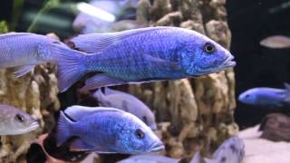 ВАСИЛЬКОВЫЙ ХАПЛОХРОМИС – SCIAENOCHROMIS FRYERI (ELECTRIC BLUE HAP)