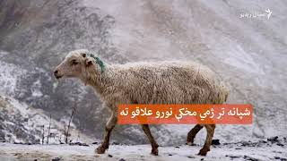 د جارجیا د غرونو شپانه تر ژمي مخکې چېرې ځي؟